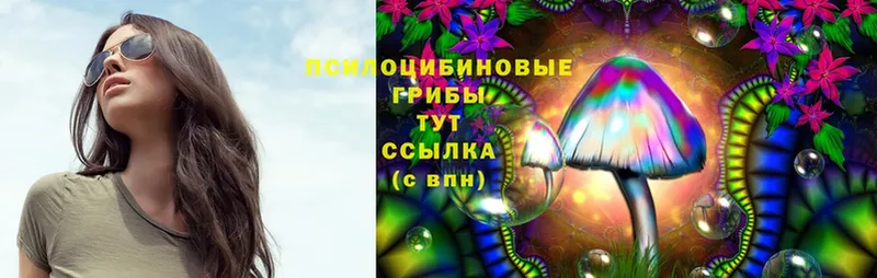 МЕГА как войти  Бологое  Псилоцибиновые грибы Psilocybe 